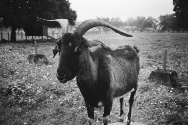 Goat, Field, Monochrome｜0249-13500015