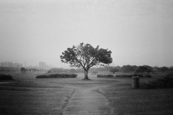 Tree, Field, Monochrome｜0249-13500016