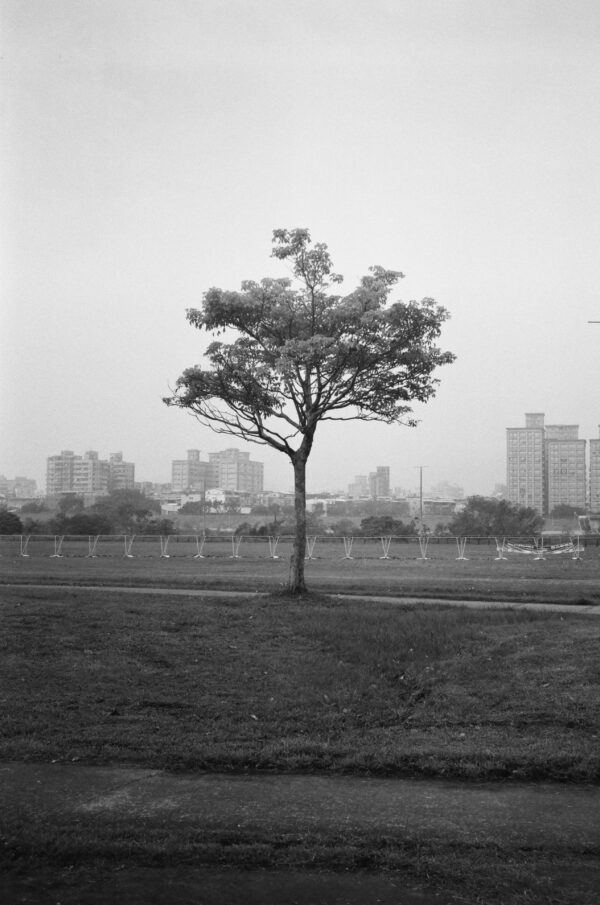 Tree, Cityscape, Monochrome｜0249-13500017