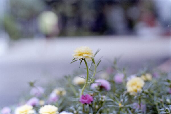 Flower, Bokeh, Nature｜0123-202308200007