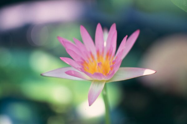 Lotus, Flower, Nature｜0126-202308270007